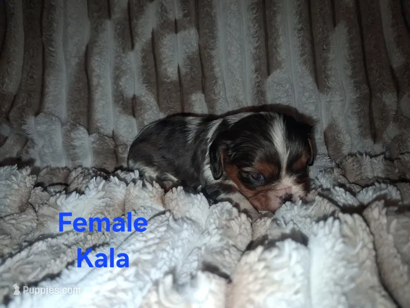 Kala – Cavalier King Charles Spaniel puppy for sale in Mountain Home, AR