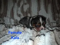 Kala, a female Cavalier King Charles Spaniel for sale in Mountain Home, AR – 1 of 3