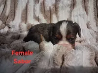 Sabor, a female Cavalier King Charles Spaniel for sale in Mountain Home, AR – 2 of 3