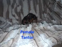 Tantor, a male Cavalier King Charles Spaniel for sale in Mountain Home, AR – 3 of 5