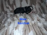 Kerchak, a male Cavalier King Charles Spaniel for sale in Mountain Home, AR – 3 of 3