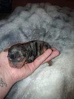 Jenna, a female Cavalier King Charles Spaniel for sale in Mountain Home, AR – Photo 2 of 4