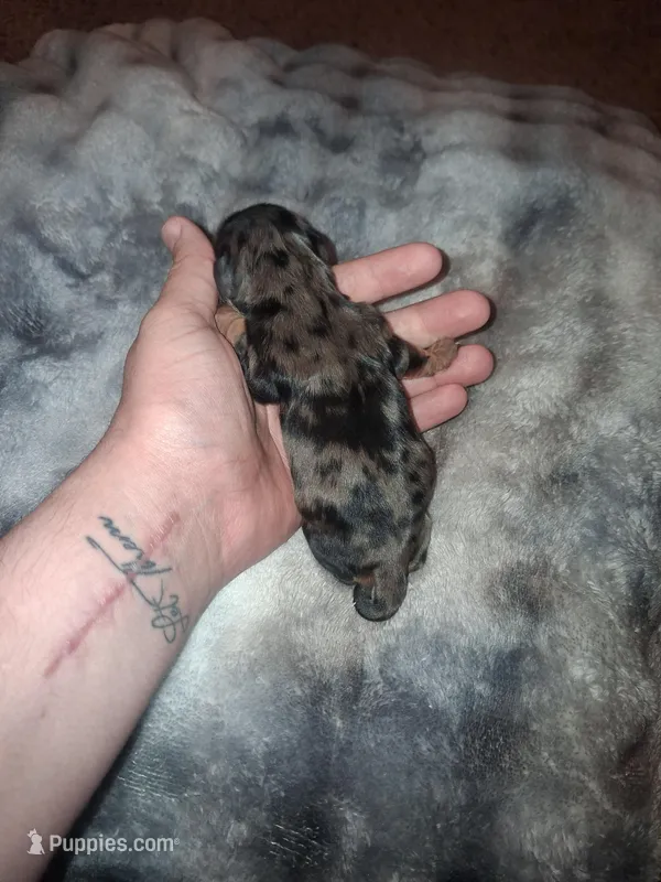 Jenna – Cavalier King Charles Spaniel puppy for sale in Mountain Home, AR