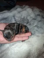 Jenna, a female Cavalier King Charles Spaniel for sale in Mountain Home, AR – Photo 3 of 4