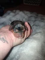 Jenna, a female Cavalier King Charles Spaniel for sale in Mountain Home, AR – Photo 4 of 4