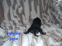 Jane, a female Cavalier King Charles Spaniel for sale in Mountain Home, AR – 4 of 4