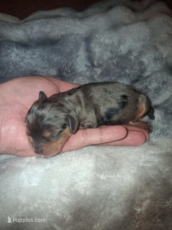 Stefan – Cavalier King Charles Spaniel puppy for sale in Mountain Home, AR