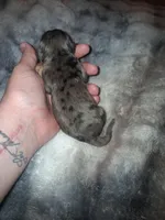 Stefan, a male Cavalier King Charles Spaniel for sale in Mountain Home, AR – Photo 3 of 3