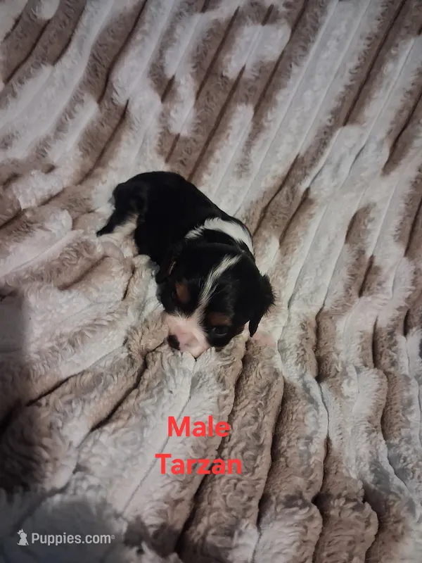 Tarzan – Cavalier King Charles Spaniel puppy for sale in Mountain Home, AR