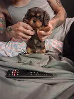Stefan, a male Cavalier King Charles Spaniel for sale in Mountain Home, AR – 3 of 5