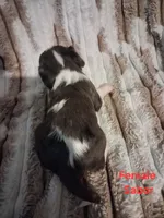 Sabor, a female Cavalier King Charles Spaniel for sale in Mountain Home, AR – 3 of 3