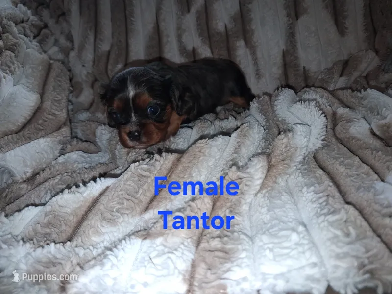 Tantor – Cavalier King Charles Spaniel puppy for sale in Mountain Home, AR