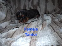 Tantor, a male Cavalier King Charles Spaniel for sale in Mountain Home, AR – 1 of 5