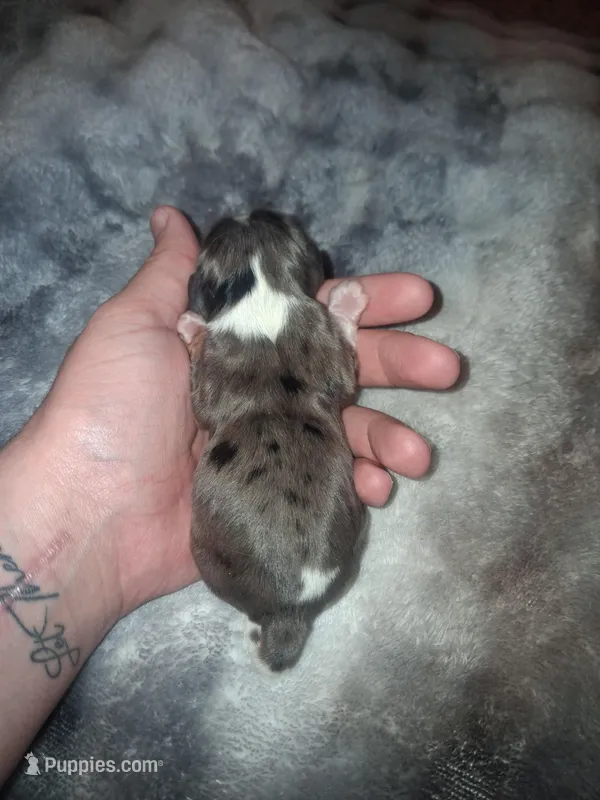 Alaric, a male Cavalier King Charles Spaniel for sale in Mountain Home, AR – Photo 1 of 4