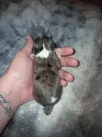 Alaric, a male Cavalier King Charles Spaniel for sale in Mountain Home, AR – Photo 1 of 4