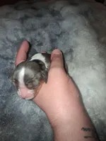 Alaric, a male Cavalier King Charles Spaniel for sale in Mountain Home, AR – Photo 3 of 4