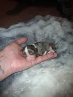 Alaric, a male Cavalier King Charles Spaniel for sale in Mountain Home, AR – Photo 2 of 4