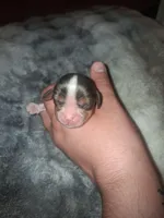 Alaric, a male Cavalier King Charles Spaniel for sale in Mountain Home, AR – Photo 4 of 4