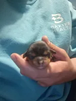 Elena, a female Cavalier King Charles Spaniel for sale in Mountain Home, AR – Photo 3 of 4