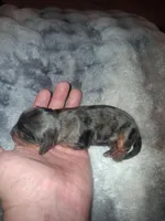 Elena, a female Cavalier King Charles Spaniel for sale in Mountain Home, AR – Photo 1 of 4