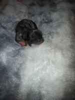 Elena, a female Cavalier King Charles Spaniel for sale in Mountain Home, AR – Photo 4 of 4