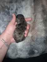 Elena, a female Cavalier King Charles Spaniel for sale in Mountain Home, AR – Photo 2 of 4