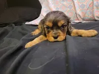 Damon, a male Cavalier King Charles Spaniel for sale in Mountain Home, AR – 5 of 6