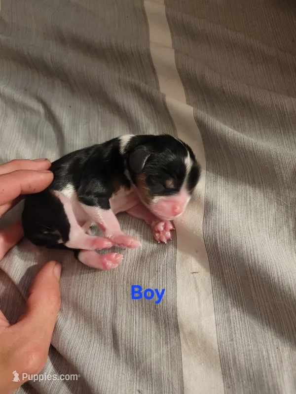 Male tri two – Cavalier King Charles Spaniel puppy for sale in Mountain Home, AR