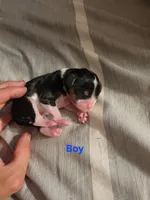 Male tri two, a male Cavalier King Charles Spaniel for sale in Mountain Home, AR – 1 of 1