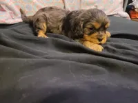 Damon, a male Cavalier King Charles Spaniel for sale in Mountain Home, AR – 3 of 6