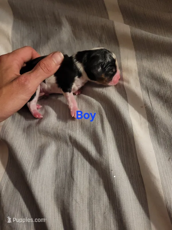 Boy Tri – Cavalier King Charles Spaniel puppy for sale in Mountain Home, AR