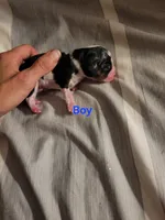 Boy Tri, a male Cavalier King Charles Spaniel for sale in Mountain Home, AR – 1 of 1