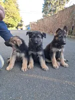 processed/12e8c926-c9b2-4a17-a8db-42f9480c919a/listing/2b4a36a3-52be-41e0-b201-1feaa0f9cced/2c482dbf-4c7f-4836-9fe2-ae6d66a3d0a7