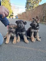 processed/12e8c926-c9b2-4a17-a8db-42f9480c919a/listing/2b4a36a3-52be-41e0-b201-1feaa0f9cced/48619617-3714-4171-94e1-ac4fdcf4bd04