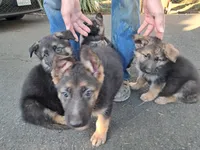 processed/12e8c926-c9b2-4a17-a8db-42f9480c919a/listing/2b4a36a3-52be-41e0-b201-1feaa0f9cced/f93b1c6c-7dcb-49dc-be70-e53fb554b8b6