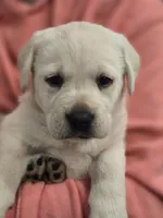 Bubba, a male Labrador Retriever for sale in Farmville, VA – Photo 6 of 6