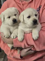 Bubba, a male Labrador Retriever for sale in Farmville, VA – Photo 4 of 6