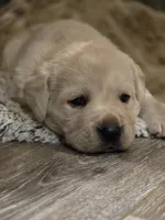 Bubba, a male Labrador Retriever for sale in Farmville, VA – Photo 2 of 6