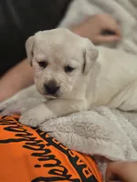 Bubba, a male Labrador Retriever for sale in Farmville, VA – Photo 1 of 6