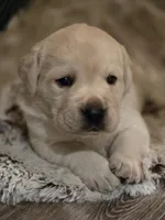 Bubba, a male Labrador Retriever for sale in Farmville, VA – Photo 5 of 6