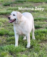 Bubba, a male Labrador Retriever for sale in Farmville, VA – Photo 3 of 6