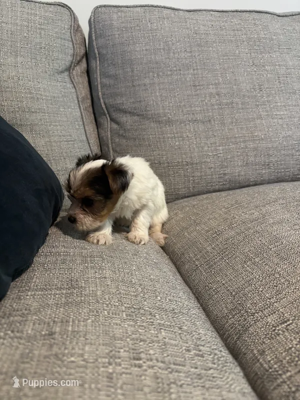 Parti girl – Yorkshire Terrier puppy for sale in Athens, GA