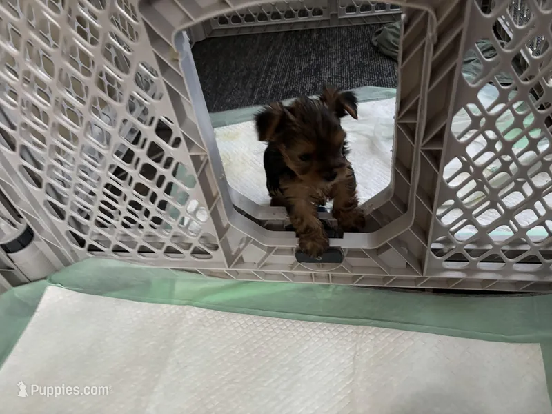 Copper  – Yorkshire Terrier puppy for sale in Athens, GA