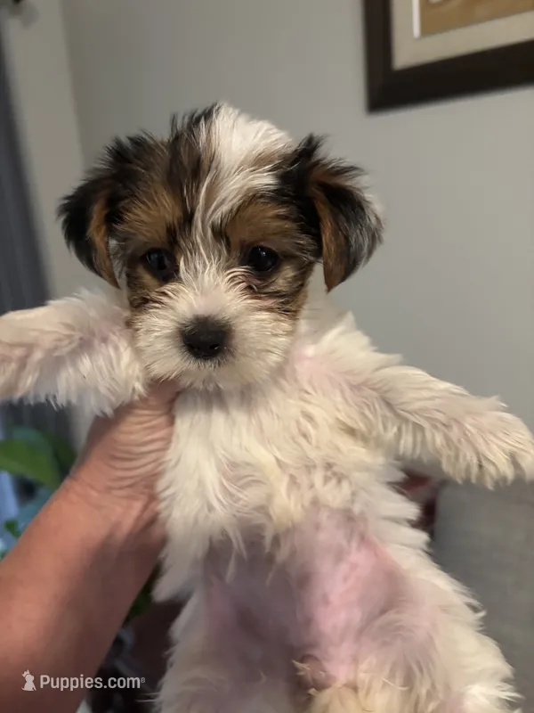 Parti girl – Yorkshire Terrier puppy for sale in Athens, GA