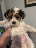 Tiny Parti girl AKC , a female Yorkshire Terrier for sale in Athens, GA – 2 of 3