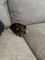 Sassy, a female Yorkshire Terrier for sale in Athens, GA – 2 of 2