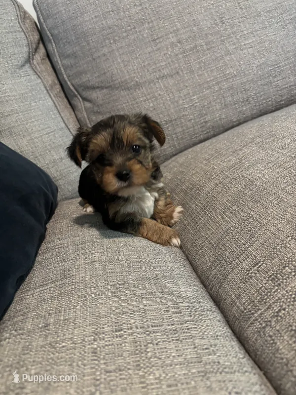 Sassy – Yorkshire Terrier puppy for sale in Athens, GA