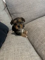 Sassy, a female Yorkshire Terrier for sale in Athens, GA – 1 of 2