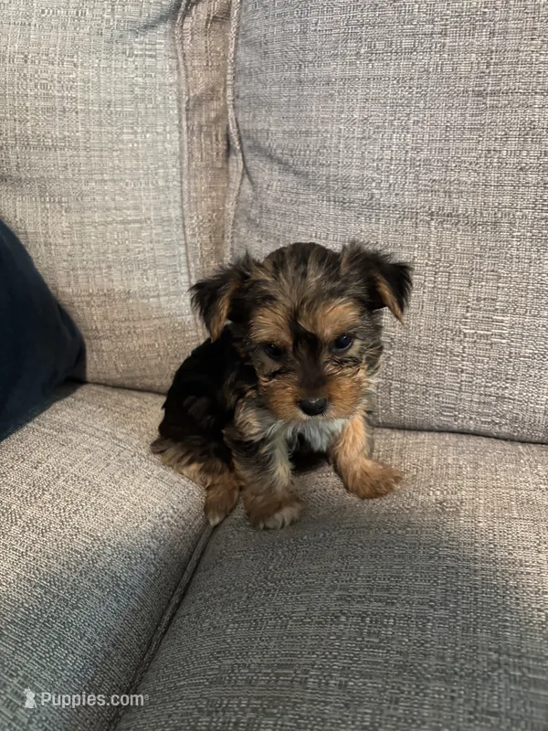 Star  – Yorkshire Terrier puppy for sale in Athens, GA