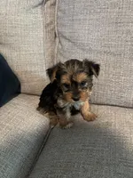 Star , a female Yorkshire Terrier for sale in Athens, GA – 1 of 1